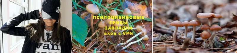 Псилоцибиновые грибы MAGIC MUSHROOMS  Кумертау 